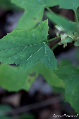Leaf